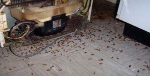 Поморить тараканов в квартире в Астрахани, цены