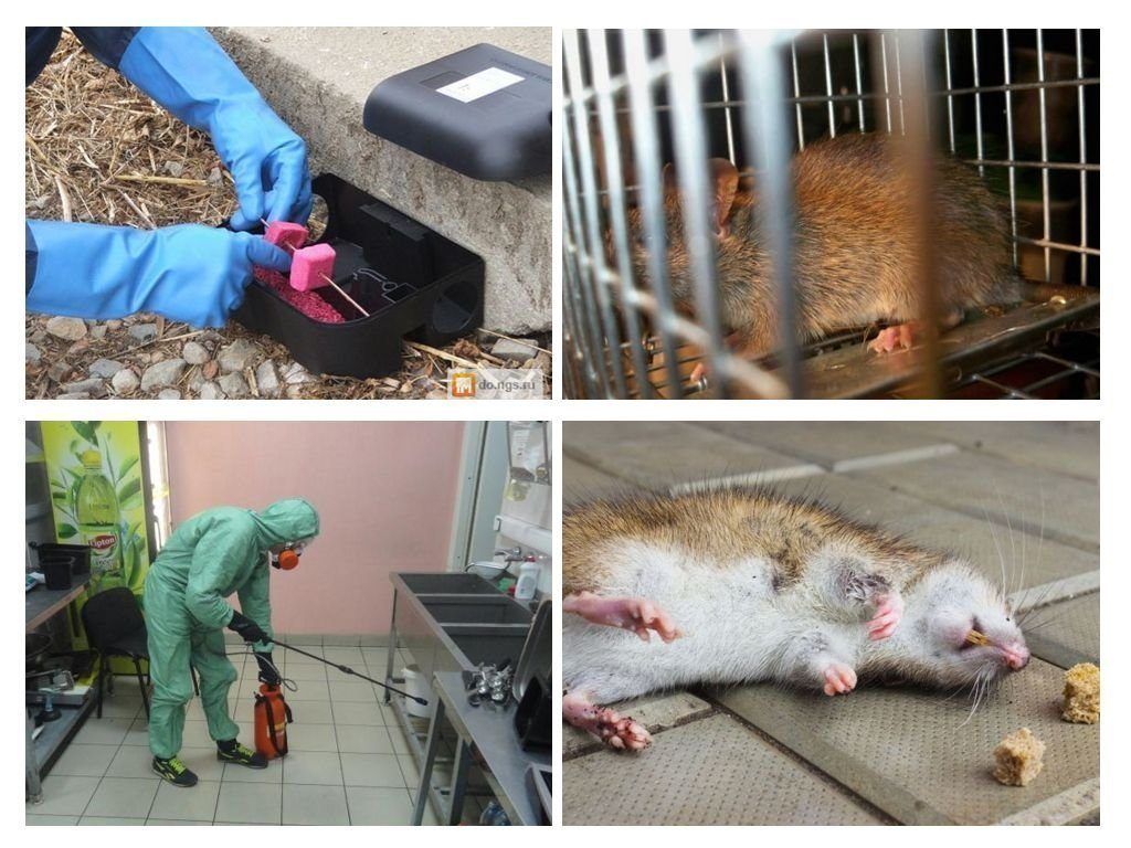 Дератизация от грызунов от крыс и мышей в Астрахани