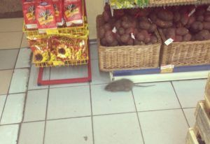 Дезинфекция от грызунов, крыс и мышей в Астрахани