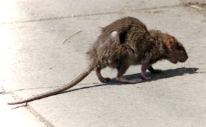 Фирма по уничтожению грызунов, крыс и мышей в Астрахани