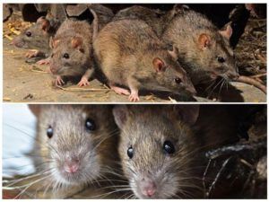 Травить грызунов крыс и мышей в Астрахани