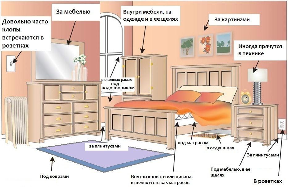 Обработка от клопов квартиры в Астрахани