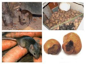 Служба по уничтожению грызунов, крыс и мышей в Астрахани