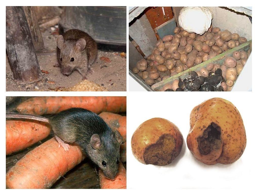 Как избавиться от крыс в частном доме и квартире?