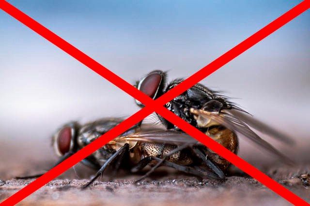 Профессиональное уничтожение мух в Астрахани с гарантией
