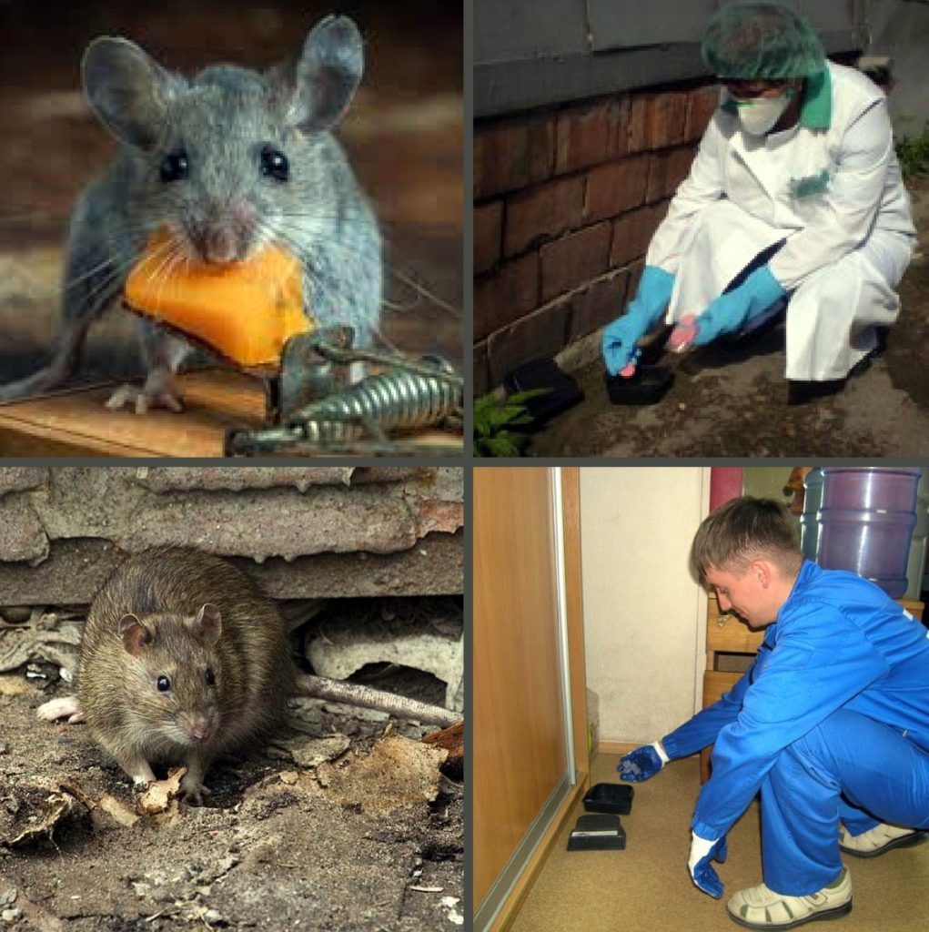 Дезинфекция от грызунов, крыс и мышей в Астрахани