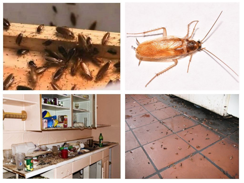 Морить тараканов в квартире в Астрахани, цены
