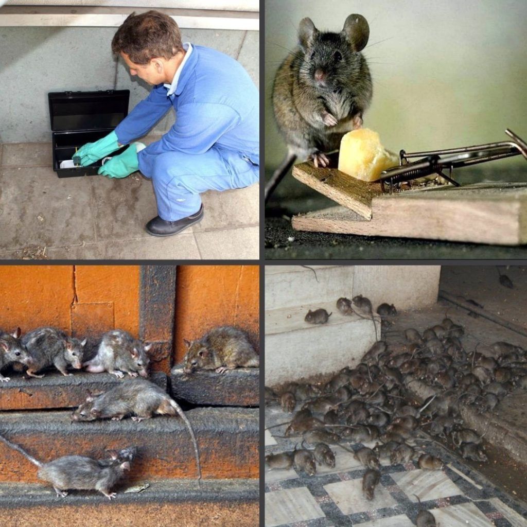 Дезинфекция от блох в квартире в Астрахани