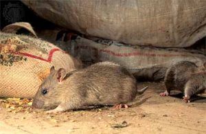 Дератизация от грызунов от крыс и мышей в Астрахани