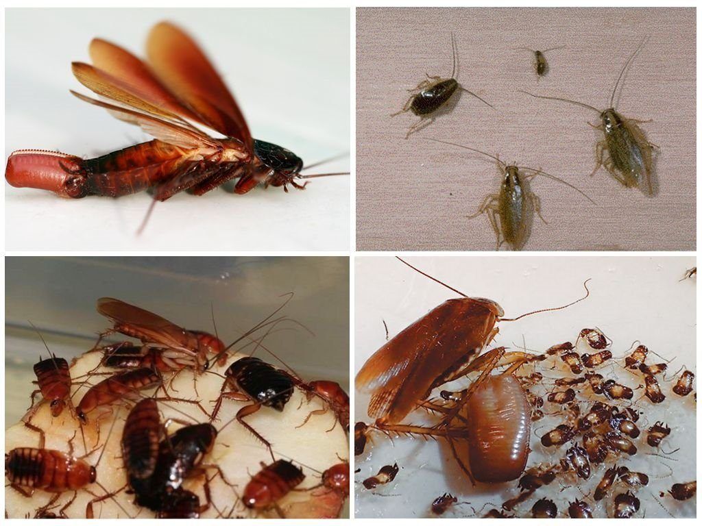 Уничтожение тараканов в квартире в Астрахани 