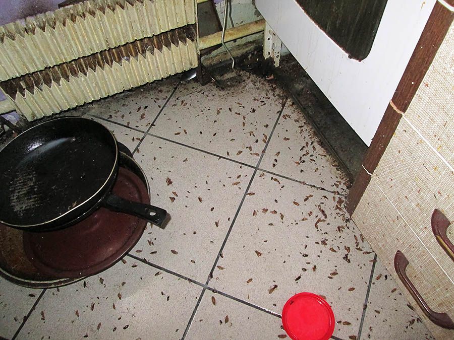 Санэпидемстанция от тараканов в Астрахани, вызвать, цены